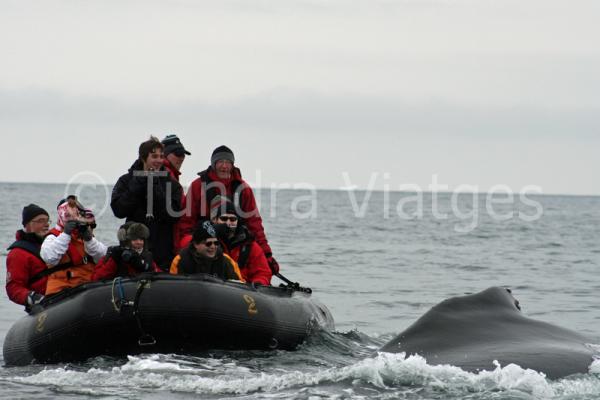 Viatges Antàrtida: safari balener