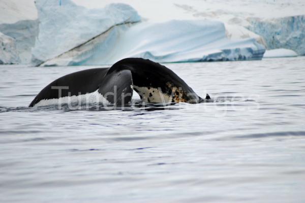 Viajes Antártida: safari ballenero