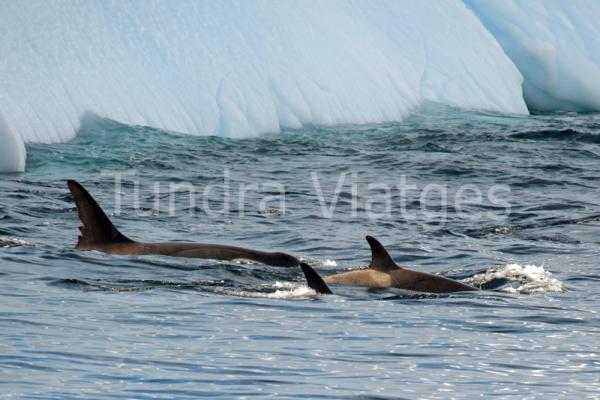 Viajes Antártida: safari ballenero