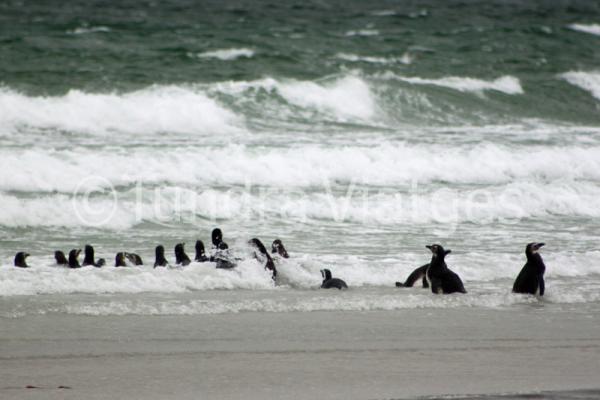 Pingüins de Magallanes
