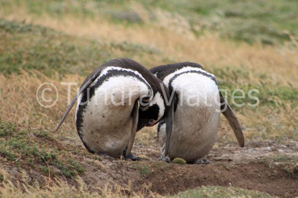 Pingüinos de Magallanes en las Islas Malvinas