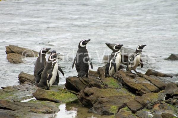 Los pingüinos de Magallanes miden 70 cm.