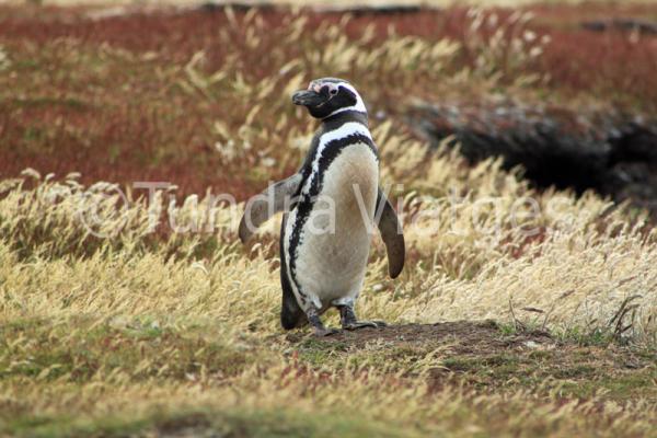 El pingüí de Magallanes és monògam.