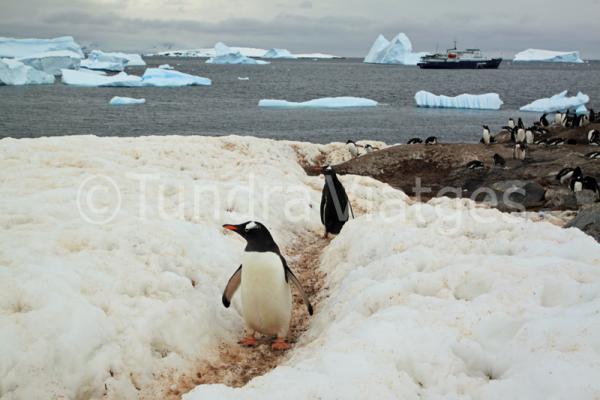 Pingüinos papúa en Isla Cuverville.