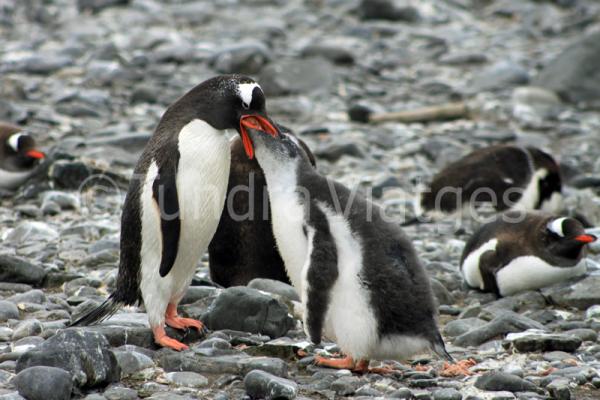 Pingüino papúa alimentándose.