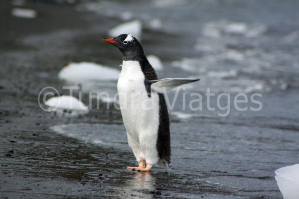 Pingüino papúa después de un baño.