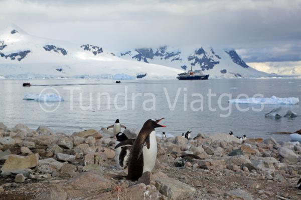 Pingüino papúa en la Antártida.