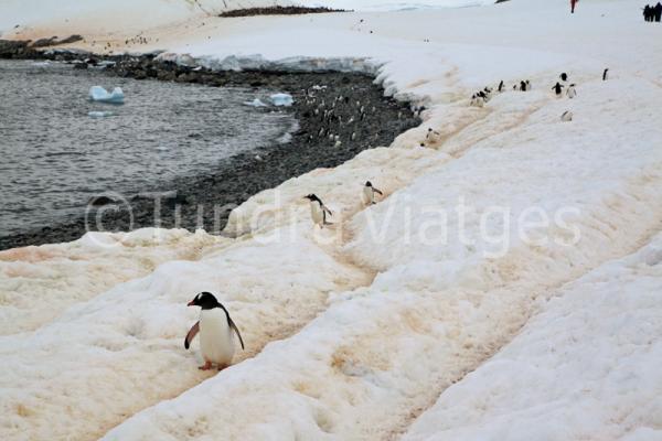 Autopistes de pingüí papua.