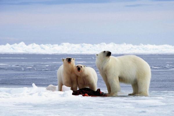 El oso polar se alimenta de focas.