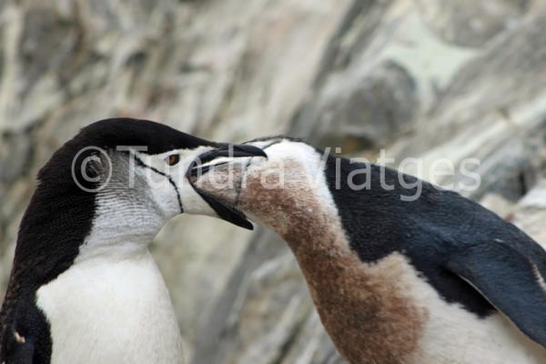 Viatges Península Antàrtica