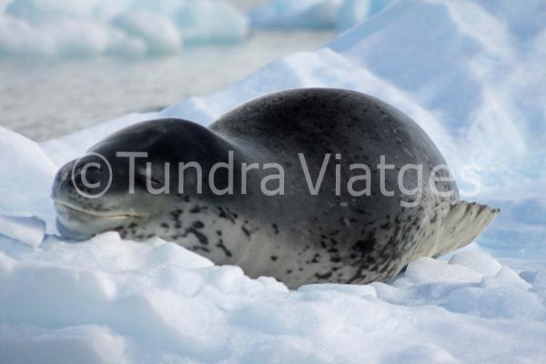 Viajes Península Antártica