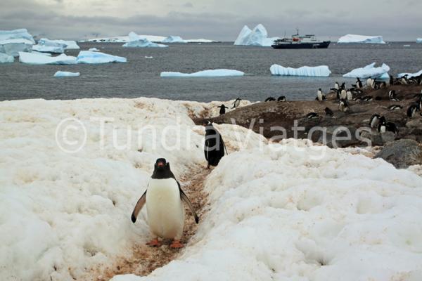 Viatges Península Antàrtica