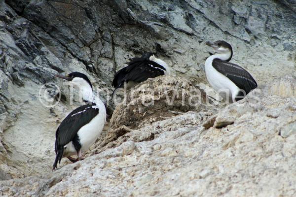 Viatges Península Antàrtica