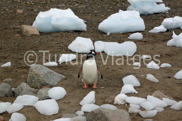 Viajes Península Antártica