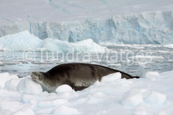 Viajes Península Antártica