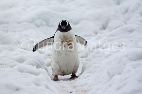 Viajes Península Antártica