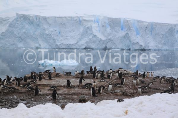 Viatges Península Antàrtica