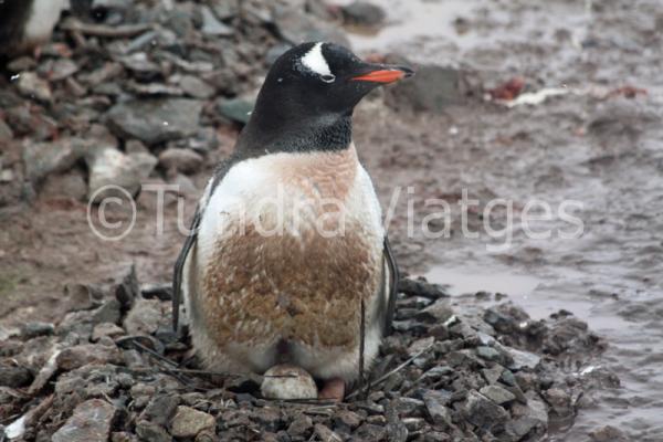 Viajes Península Antártica