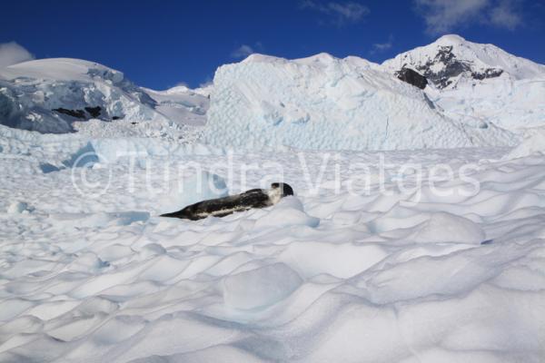 Viatges Península Antàrtica