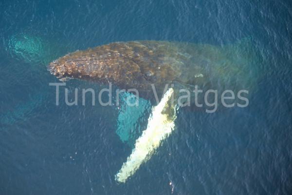 Viatges Antàrtida: safari balener