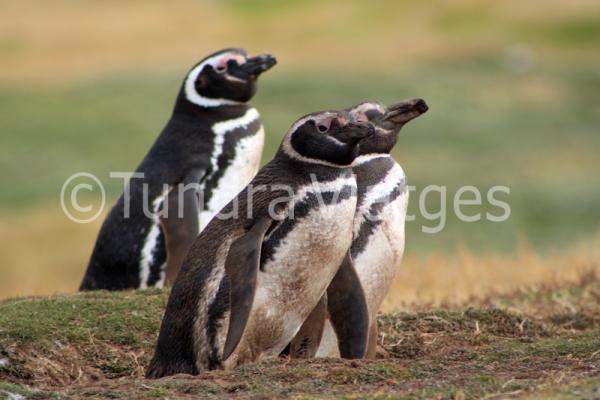 Pingüinos de Magallanes