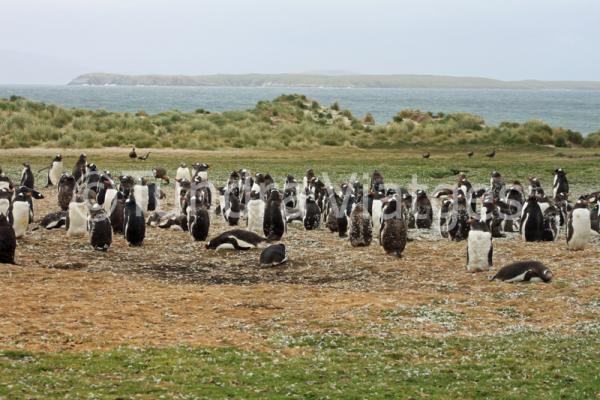 Pingüins papua