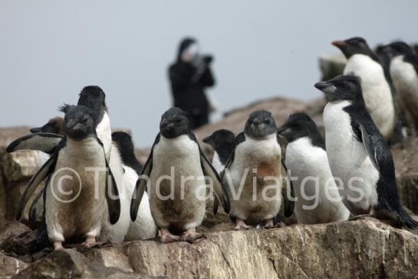 Pingüinos de penacho amarillo