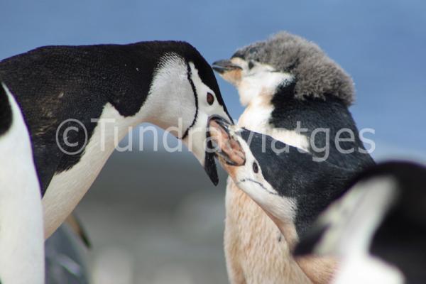 Viatges Antàrtida: Illes Shetland del Sur