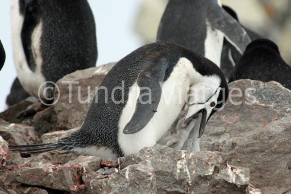 Viatges Antàrtida: Illes Shetland del Sur