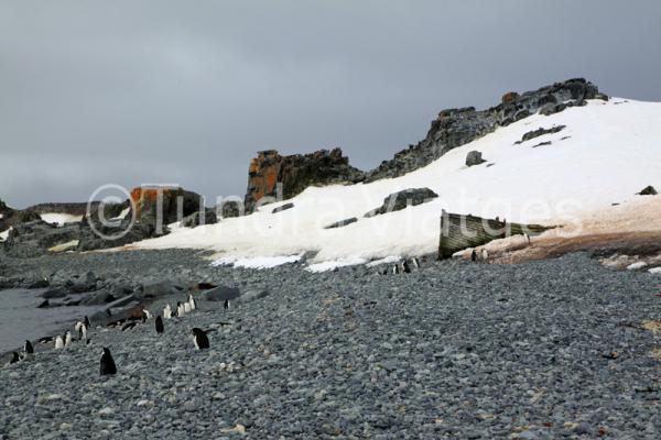 Viatges Antàrtida: Illes Shetland del Sur