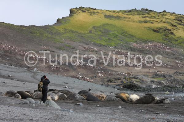 Viatges Antàrtida: Illes Shetland del Sud