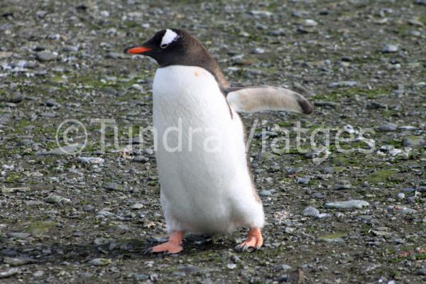 Viatges Antàrtida: Illes Shetland del Sud