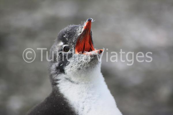 Viatges Antàrtida: Illes Shetland del Sud