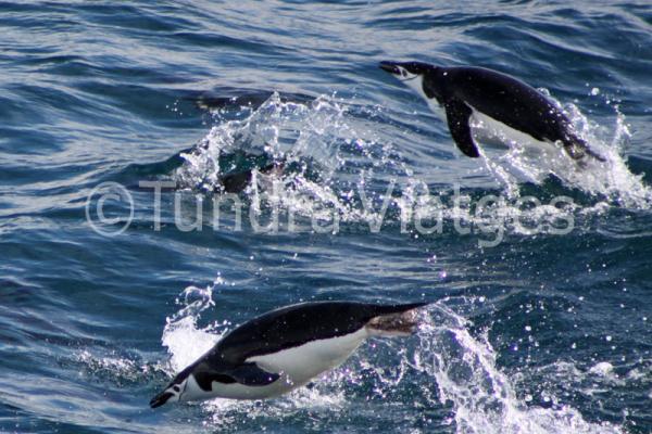 Viajes Antártida: Islas Shetland del Sur