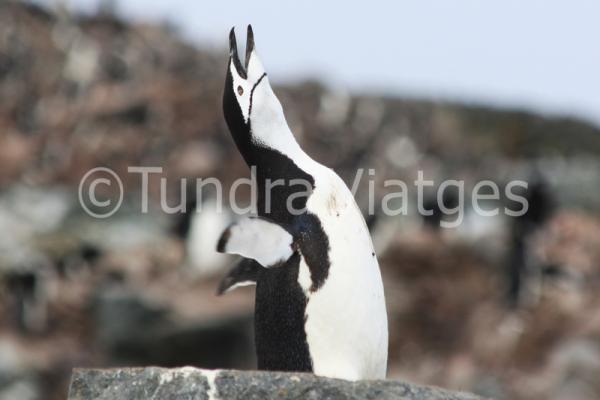 Viajes Antártida: Islas Shetland del Sur