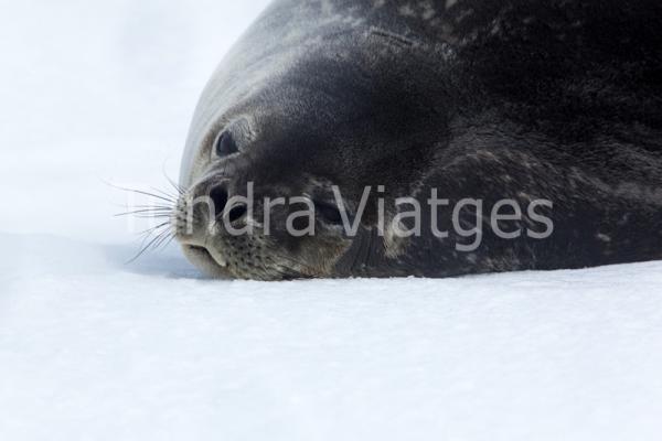 Viatges Antàrtida: Mar de Weddell