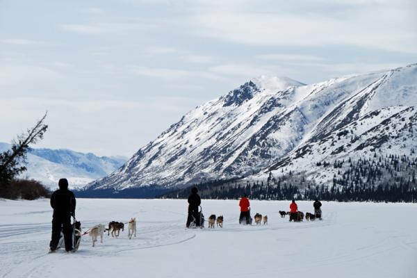 Viatges Canadà: trineus de gossos al Yukon