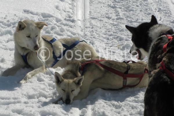 Viajes Canadá: trineos de perros en Yukon