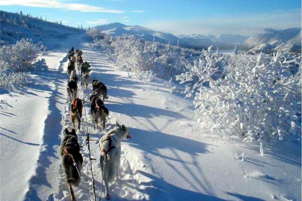 Viatges Canadà: trineus de gossos al Yukon