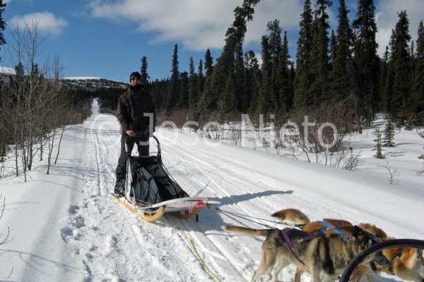 Viajes Canadá: trineos de perros en Yukon