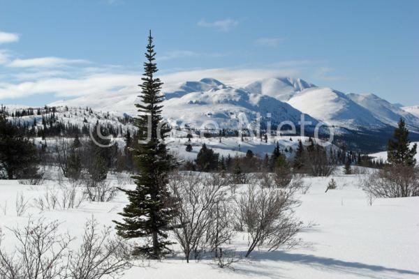 Viajes Canadá: trineos de perros en Yukon