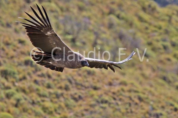 Patagonia Chilena