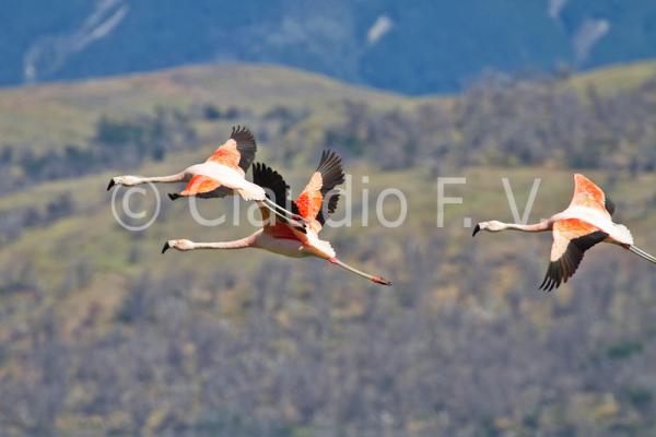 Patagonia Chilena