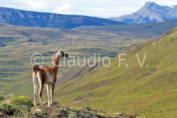 Patagonia Chilena