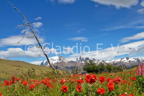 Patagonia Chilena