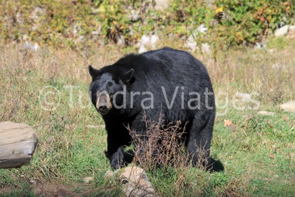 Especialistes en viatges al Canadà