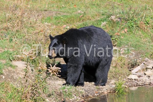 Especialistes en viatges al Canadà