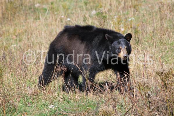 Especialistes en viatges al Canadà