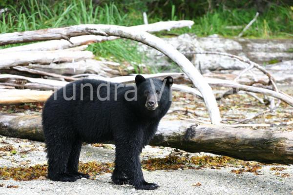 Viajes Canadá: osos