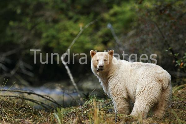 Viajes Canadá: osos